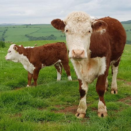 קרייבן ארמס Foxglove Accommodation מראה חיצוני תמונה